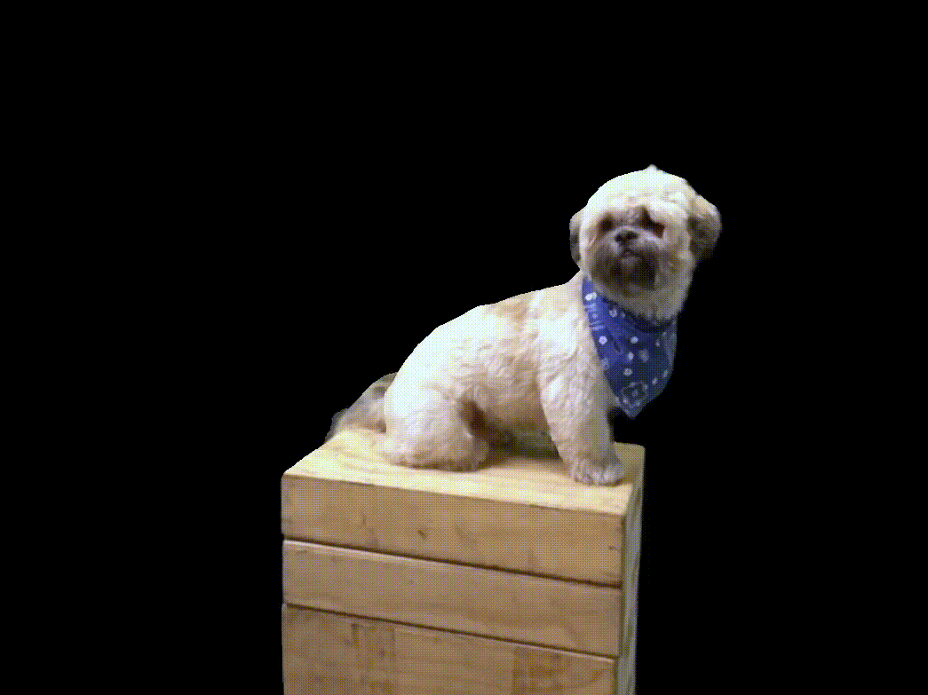 Ralphie the Havanese